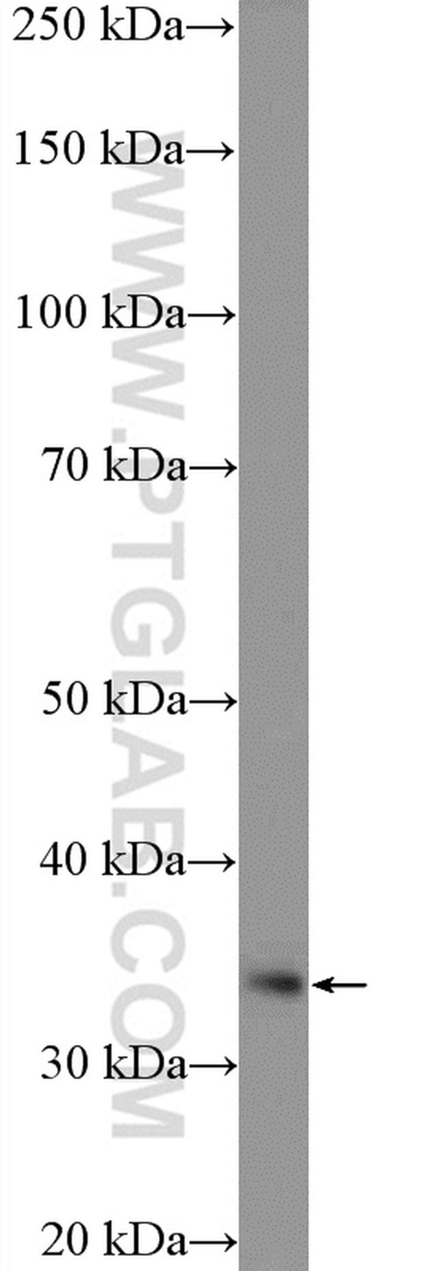 VPS37B Antibody in Western Blot (WB)