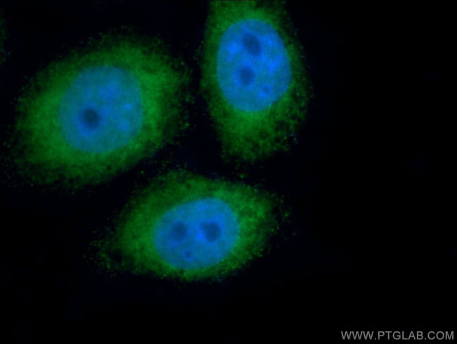 PIWIL1 Antibody in Immunocytochemistry (ICC/IF)