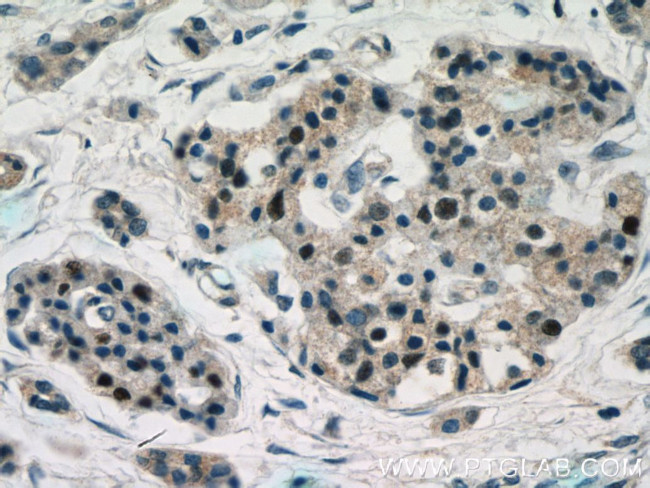 Islet 1 Antibody in Immunohistochemistry (Paraffin) (IHC (P))