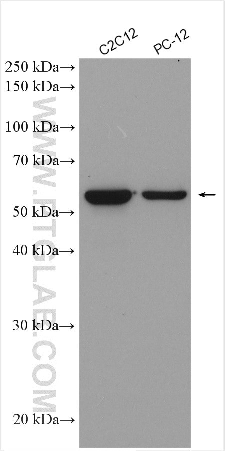 PHF1 Antibody in Western Blot (WB)