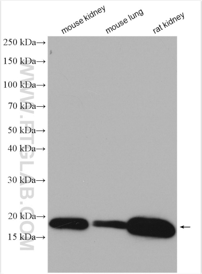 SYNJ2BP Antibody in Western Blot (WB)