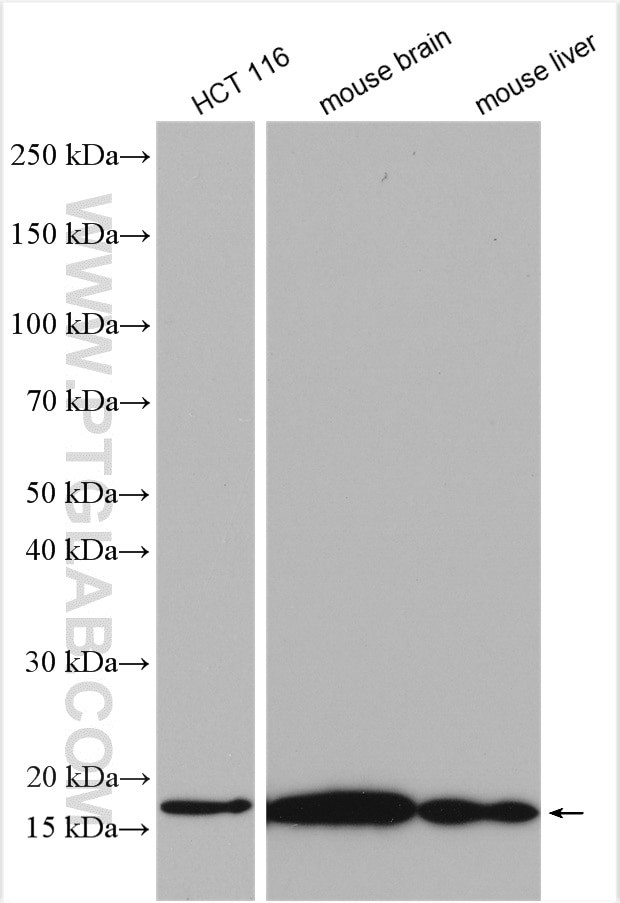 PPIL3 Antibody in Western Blot (WB)