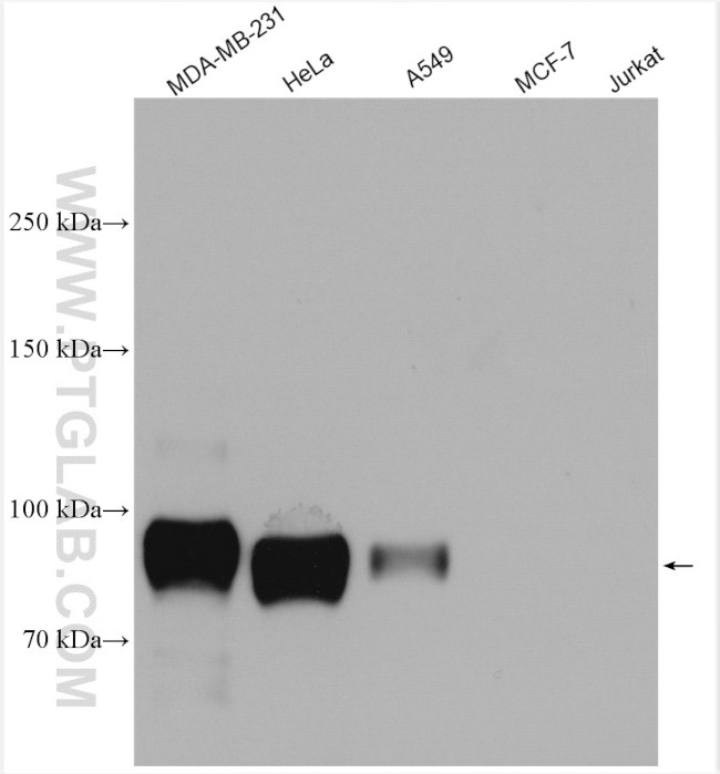 CD44 Antibody in Western Blot (WB)