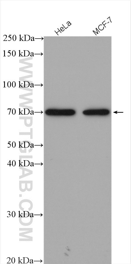 HEXIM1 Antibody in Western Blot (WB)