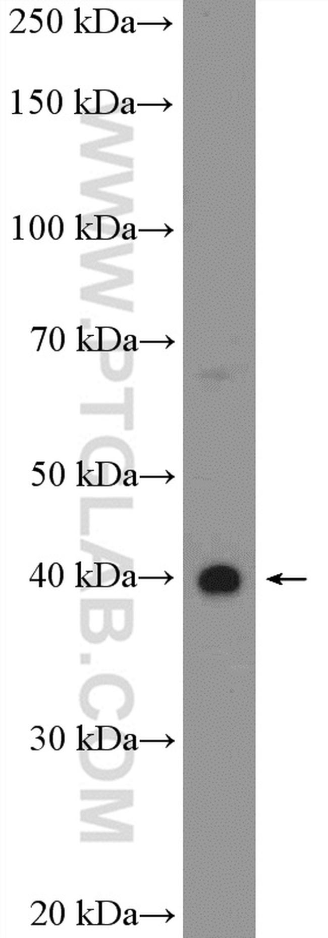 HEYL Antibody in Western Blot (WB)