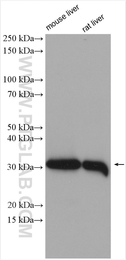 KHK Antibody in Western Blot (WB)