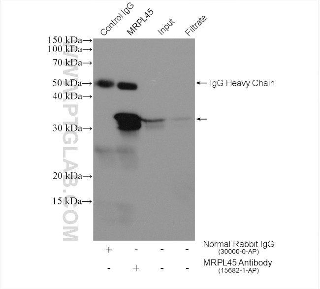 MRPL45 Antibody in Immunoprecipitation (IP)