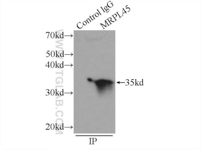 MRPL45 Antibody in Immunoprecipitation (IP)