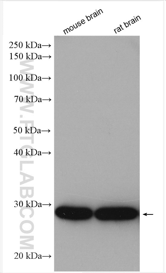 REEP2 Antibody in Western Blot (WB)