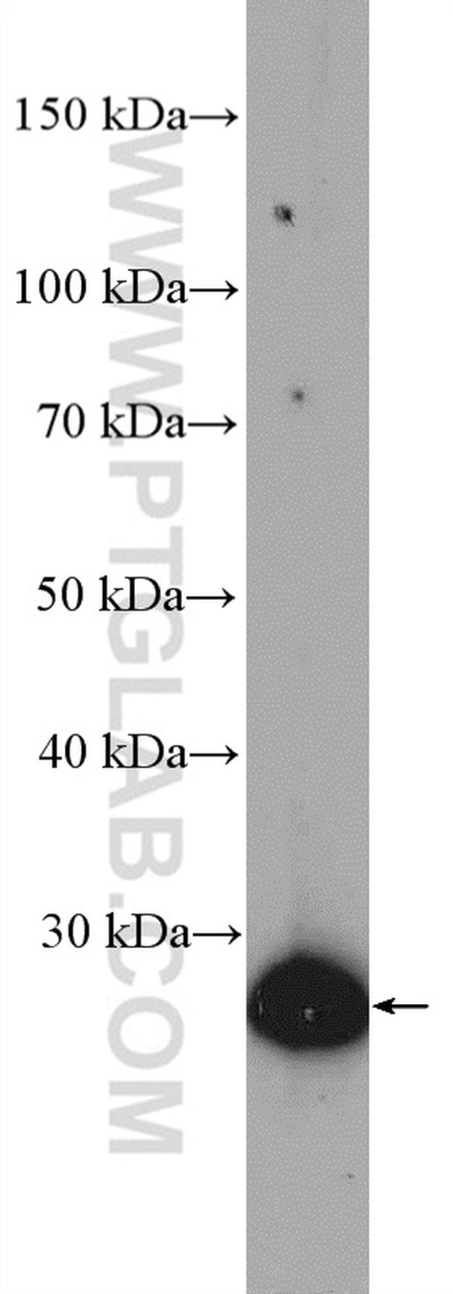 REEP2 Antibody in Western Blot (WB)