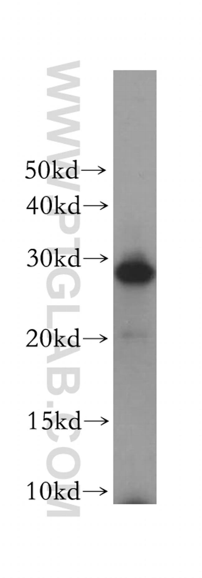 REEP2 Antibody in Western Blot (WB)