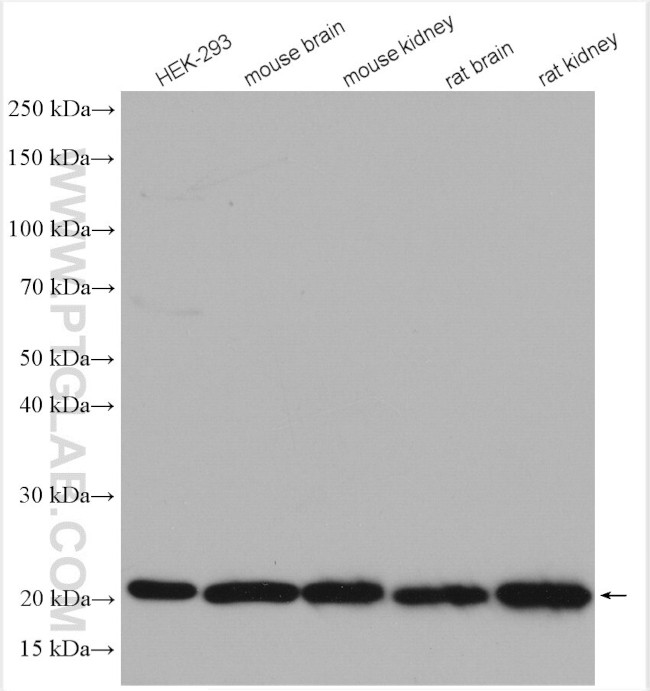 UBE2H Antibody in Western Blot (WB)