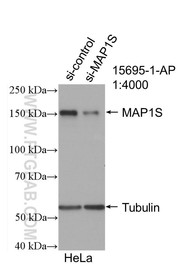 MAP1S Antibody in Western Blot (WB)