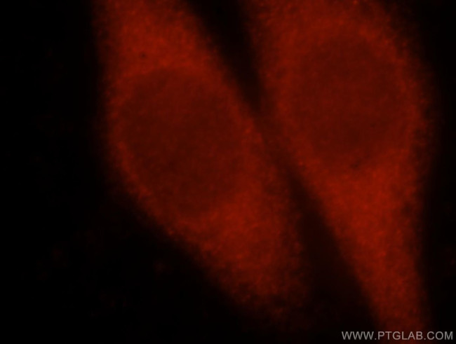 PCBD1 Antibody in Immunocytochemistry (ICC/IF)