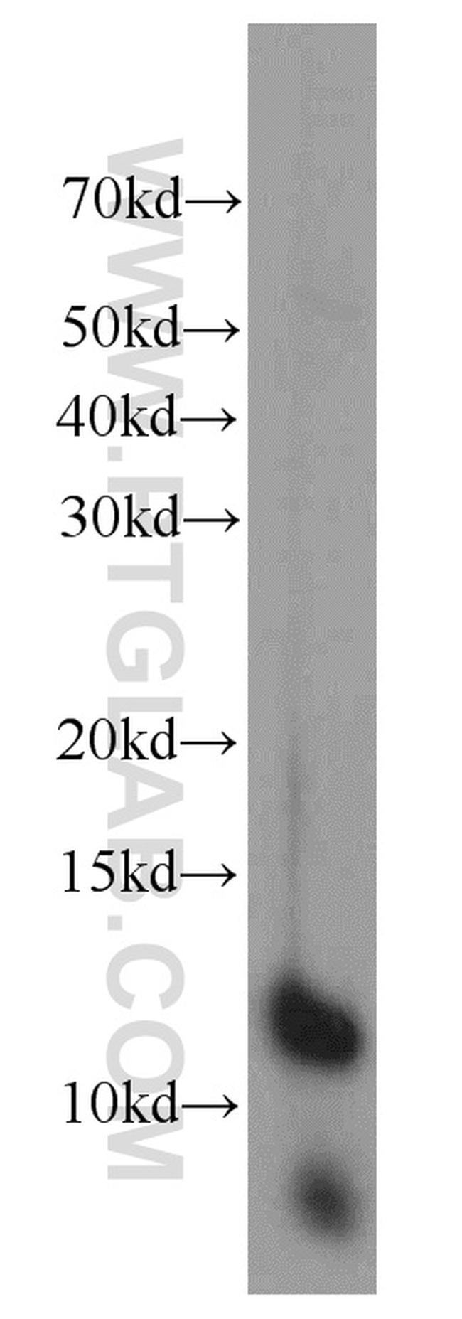 PCBD1 Antibody in Western Blot (WB)