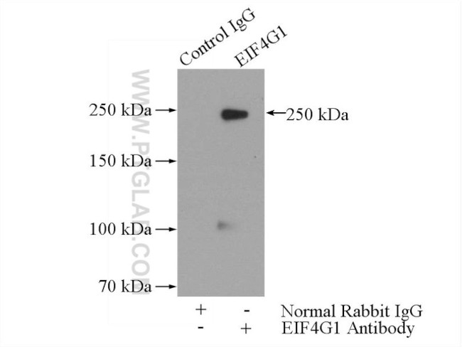 EIF4G1 Antibody in Immunoprecipitation (IP)