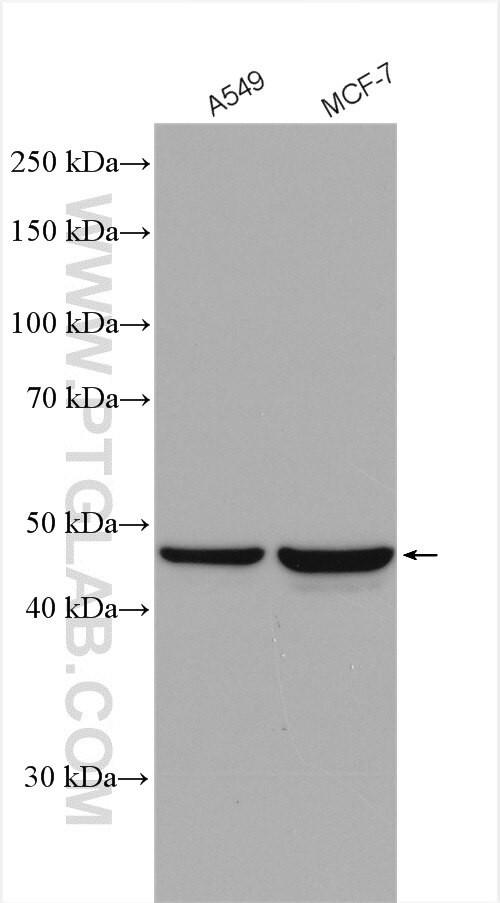 L2HGDH Antibody in Western Blot (WB)