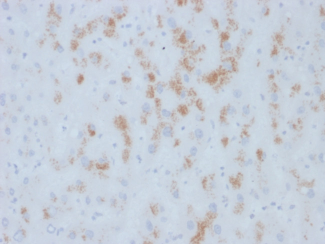 Cytochrome p450 Antibody in Immunohistochemistry (Paraffin) (IHC (P))