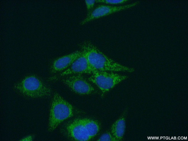 NARS2 Antibody in Immunocytochemistry (ICC/IF)