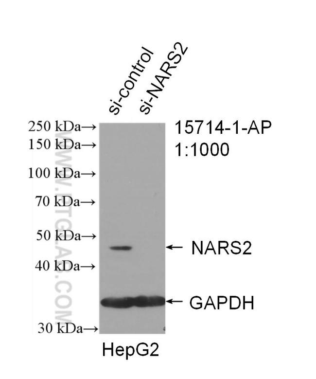 NARS2 Antibody in Western Blot (WB)