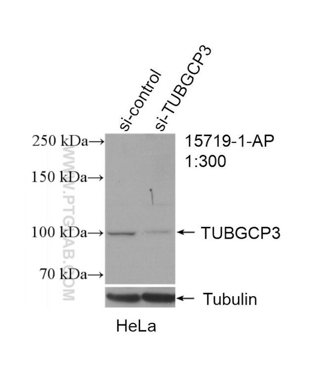 TUBGCP3 Antibody in Western Blot (WB)