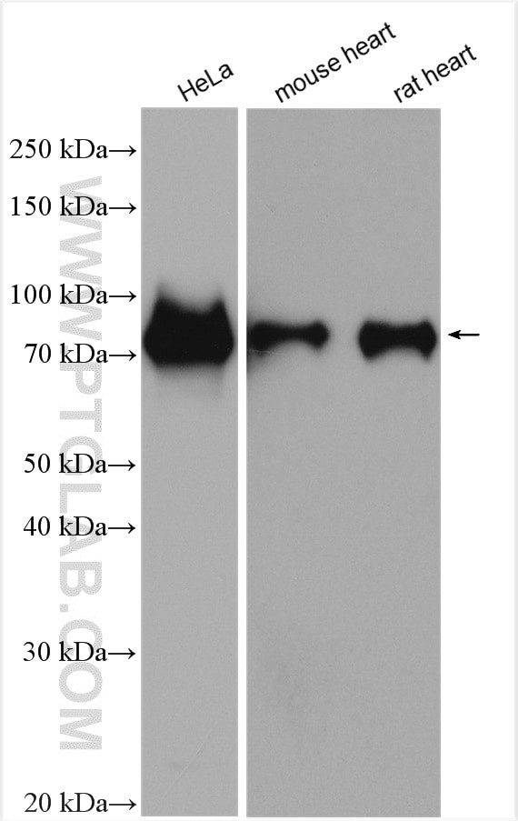 SNX9 Antibody in Western Blot (WB)