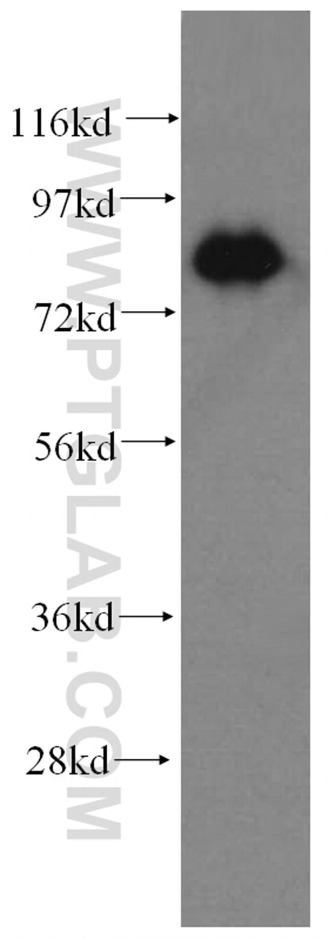 SNX9 Antibody in Western Blot (WB)