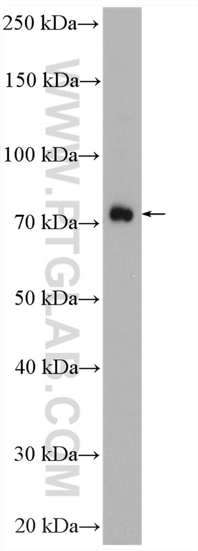 SNX9 Antibody in Western Blot (WB)