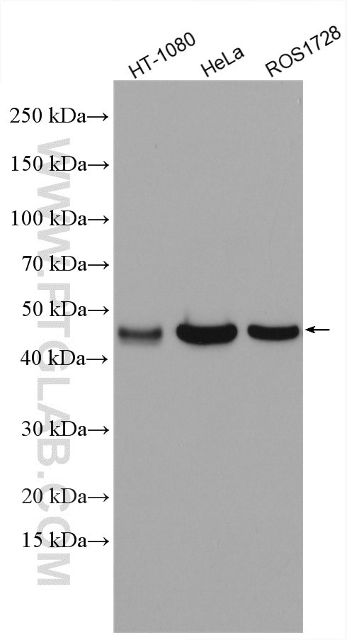 CRTAP Antibody in Western Blot (WB)