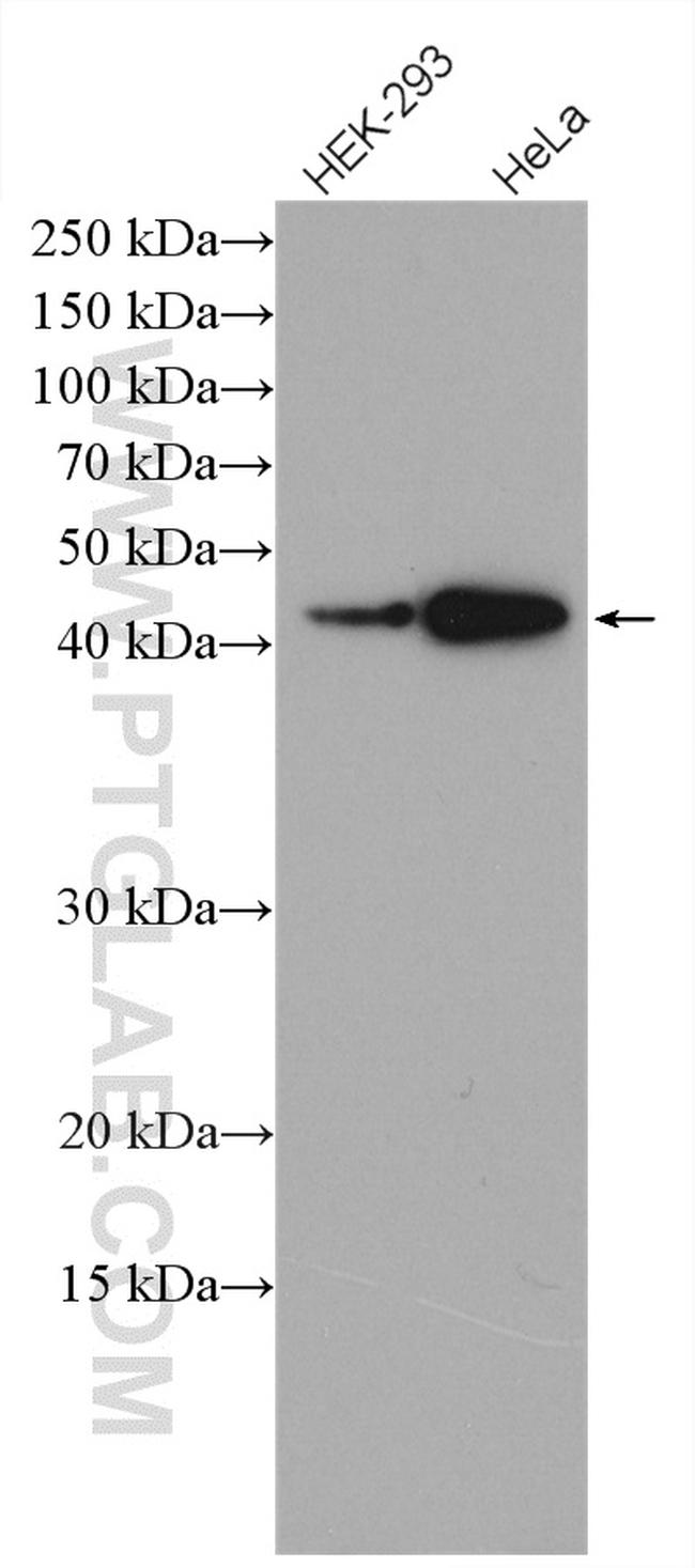 CRTAP Antibody in Western Blot (WB)