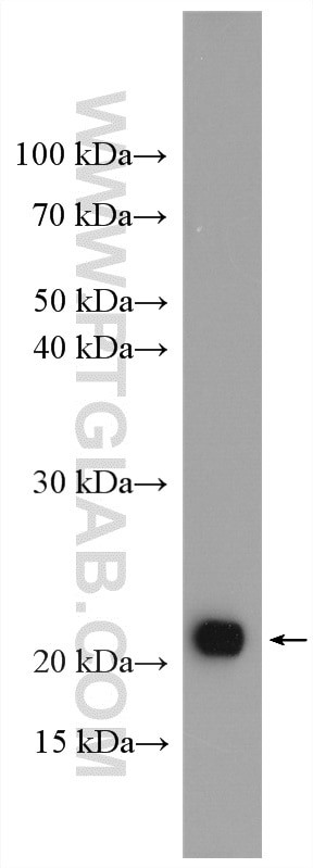 MFAP5 Antibody in Western Blot (WB)