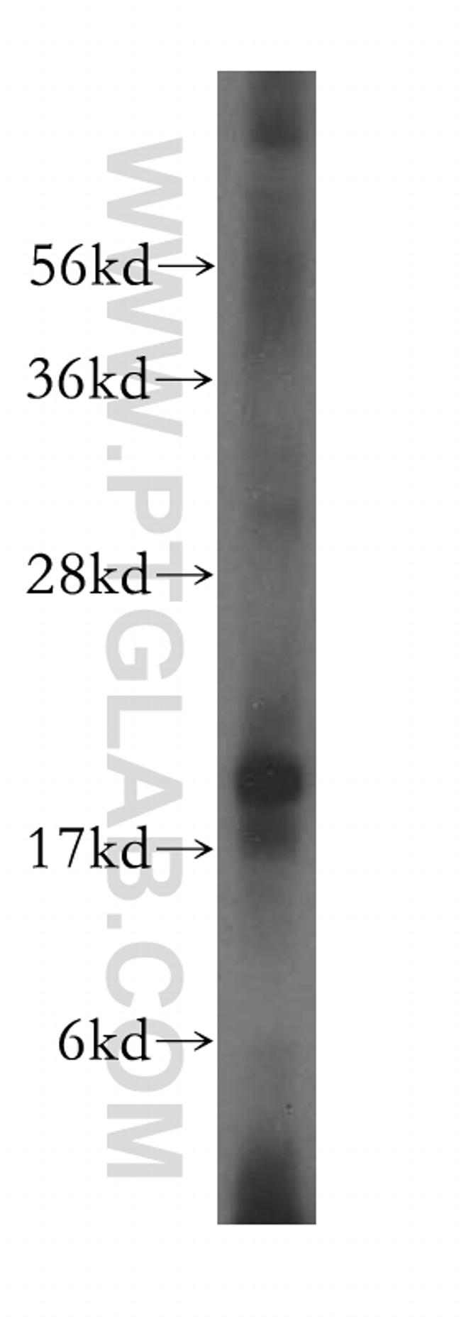 MFAP5 Antibody in Western Blot (WB)