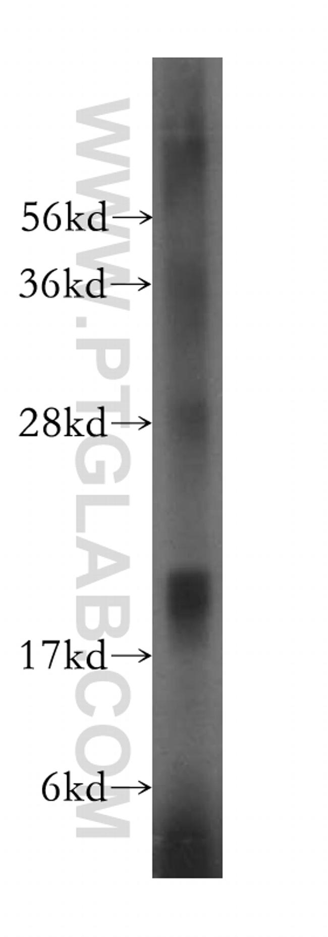 MFAP5 Antibody in Western Blot (WB)