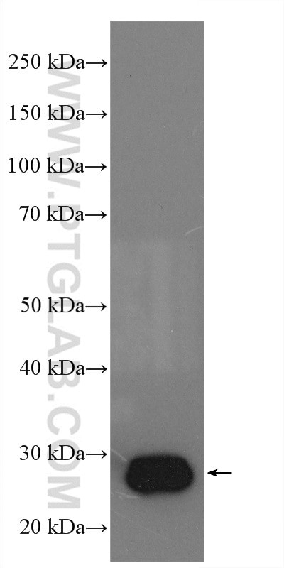DHRS2 Antibody in Western Blot (WB)