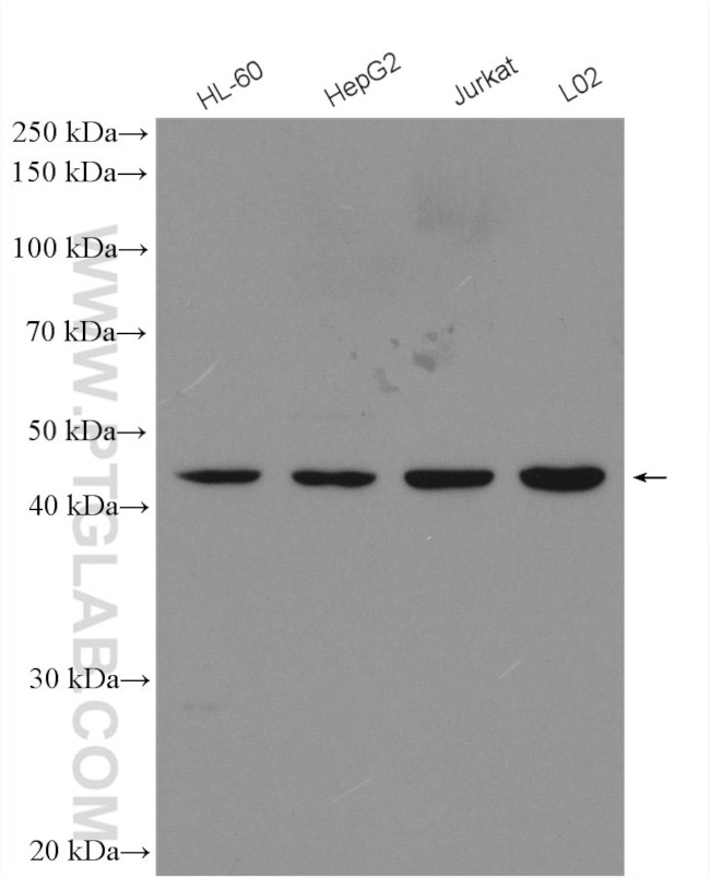TRIM14 Antibody in Western Blot (WB)