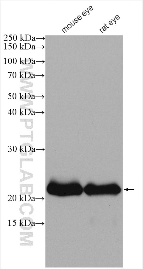 CRYBA2 Antibody in Western Blot (WB)