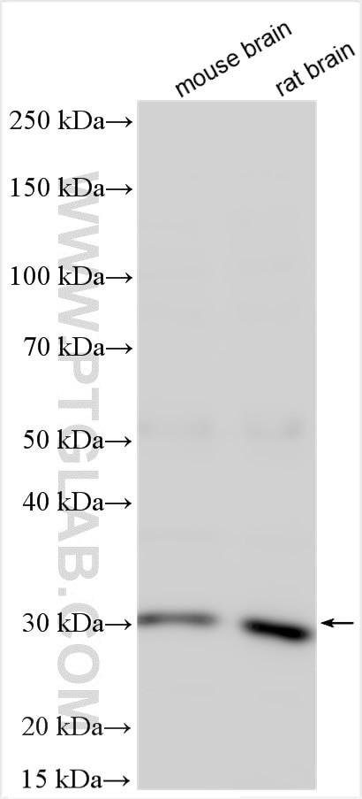 C1QL1 Antibody in Western Blot (WB)