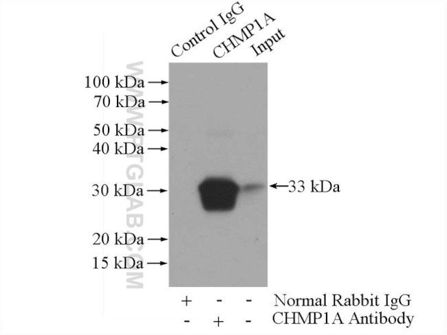 CHMP1A Antibody in Immunoprecipitation (IP)