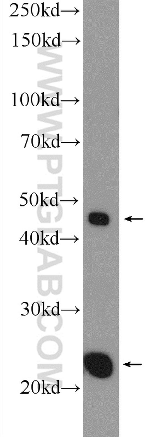 MID1IP1 Antibody in Western Blot (WB)