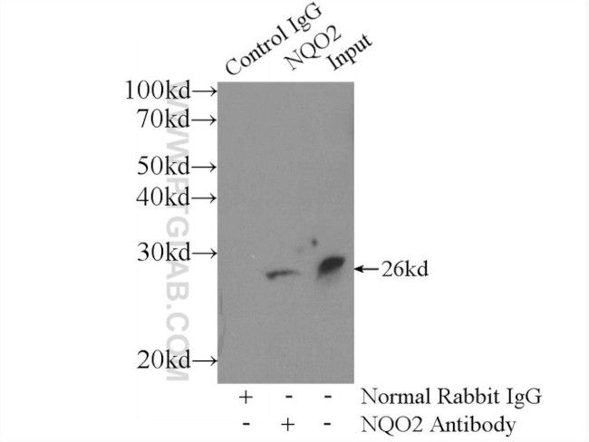 NQO2 Antibody in Immunoprecipitation (IP)