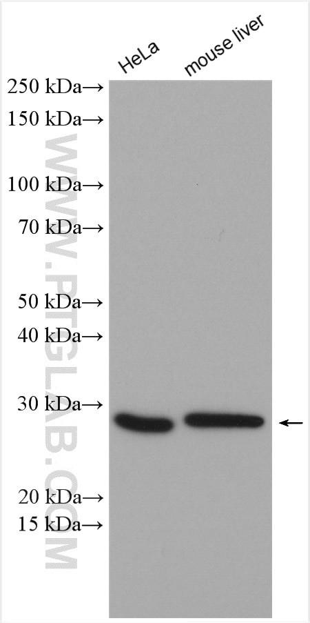 NQO2 Antibody in Western Blot (WB)