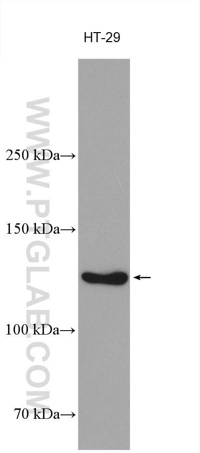 DDX24 Antibody in Western Blot (WB)