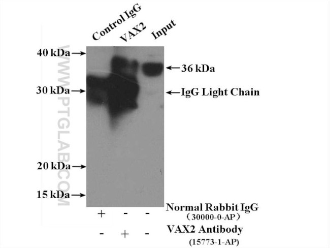 VAX2 Antibody in Immunoprecipitation (IP)