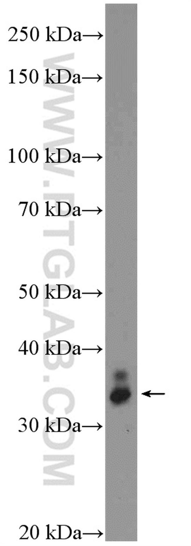 VAX2 Antibody in Western Blot (WB)