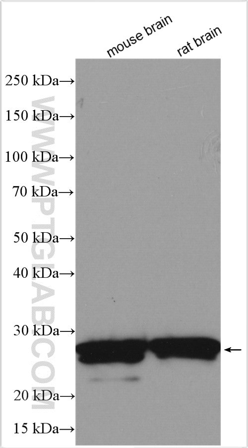 RAB3B Antibody in Western Blot (WB)