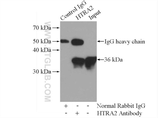 HTRA2 Antibody in Immunoprecipitation (IP)
