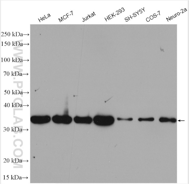 HTRA2 Antibody in Western Blot (WB)