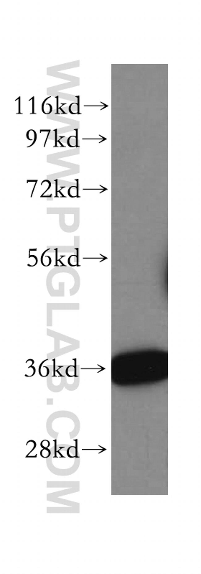 HTRA2 Antibody in Western Blot (WB)