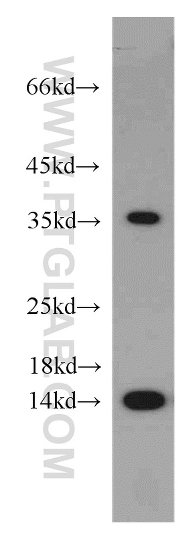 PIN4 Antibody in Western Blot (WB)