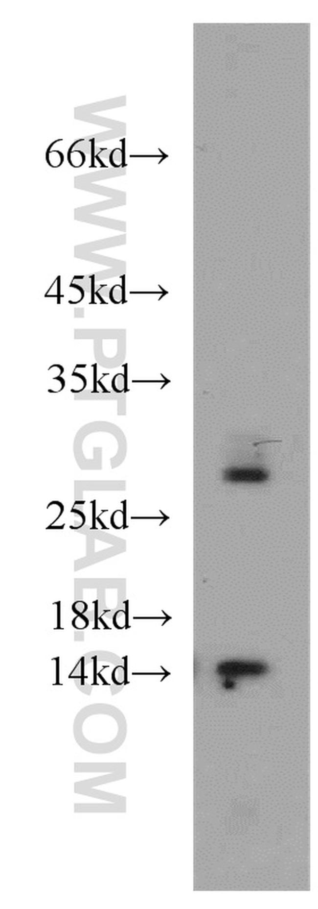 PIN4 Antibody in Western Blot (WB)